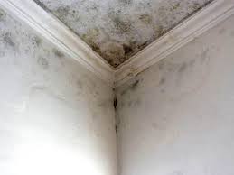 Best Air Quality Testing for Mold Spores  in Mount Prospect, IL