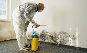 Best Emergency Mold Remediation  in Mount Prospect, IL