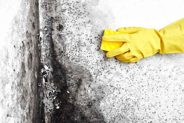 Best Attic Mold Removal  in Mount Prospect, IL