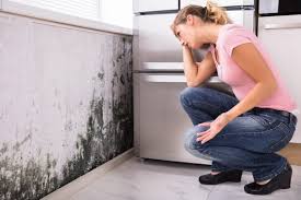 Best Mold Odor Removal Services  in Mount Prospect, IL